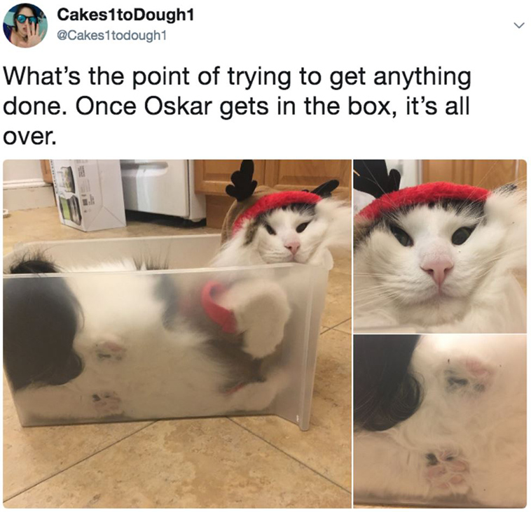 cat keeps stuffing himself into boxes