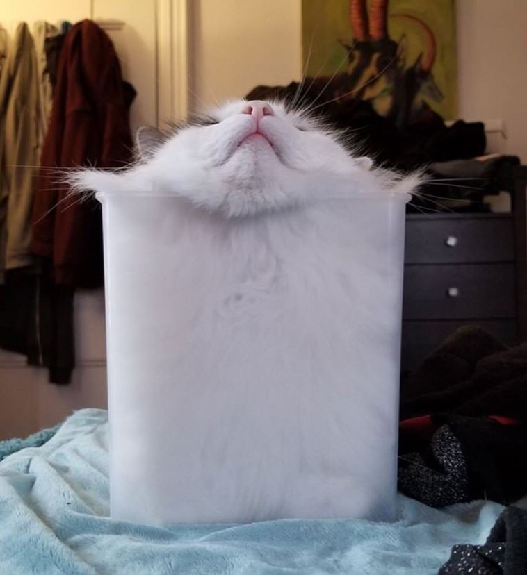 cat keeps stuffing himself into boxes