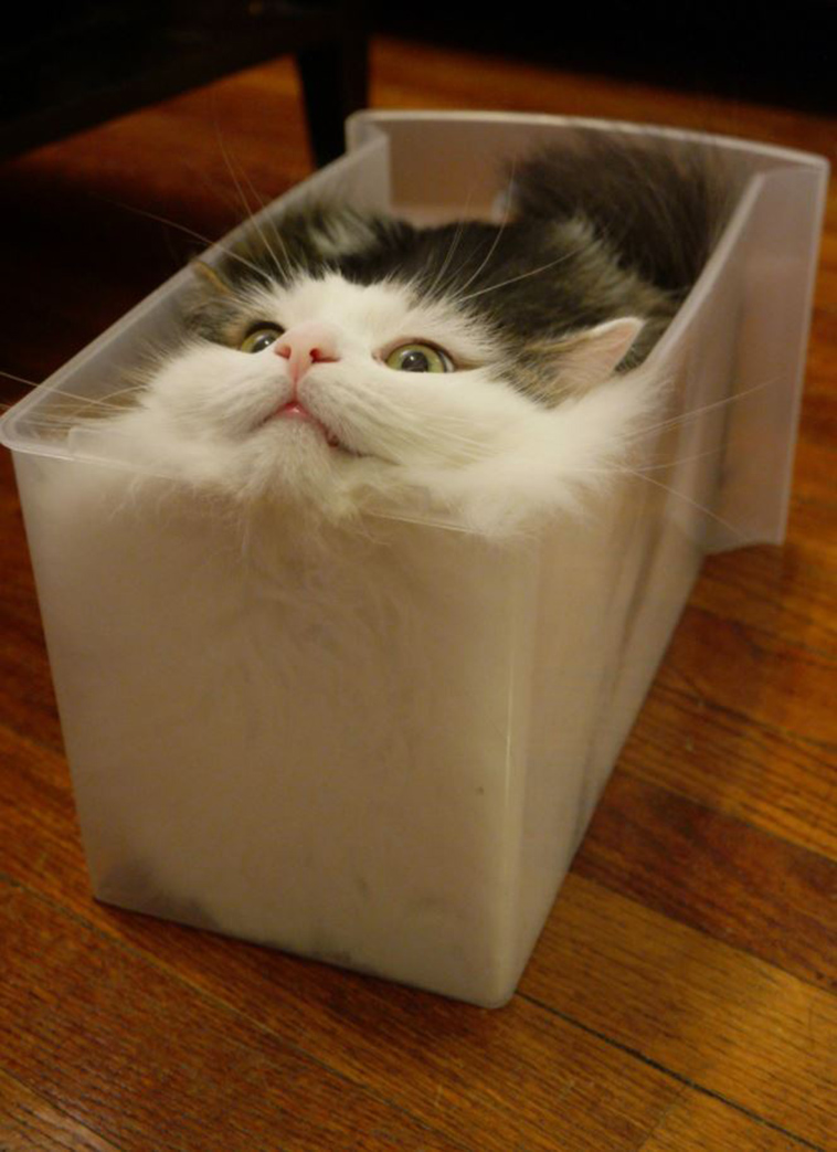 cat keeps stuffing himself into boxes