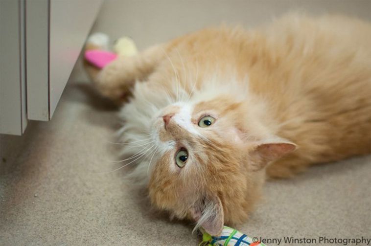cat returns home family tries to euthanize