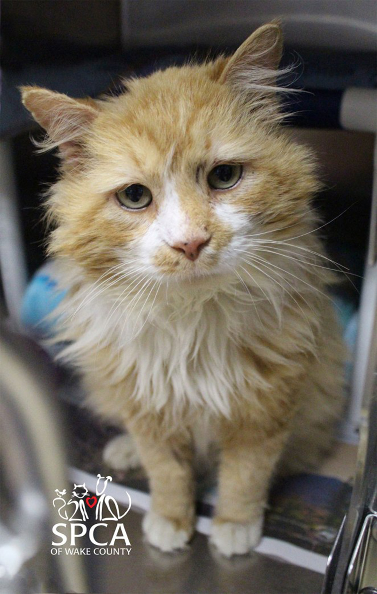 cat returns home family tries to euthanize
