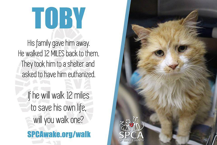 cat returns home family tries to euthanize