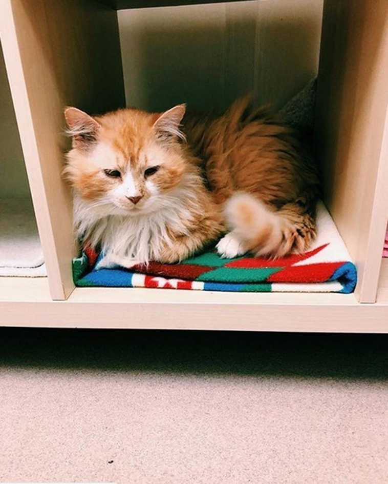 cat returns home family tries to euthanize