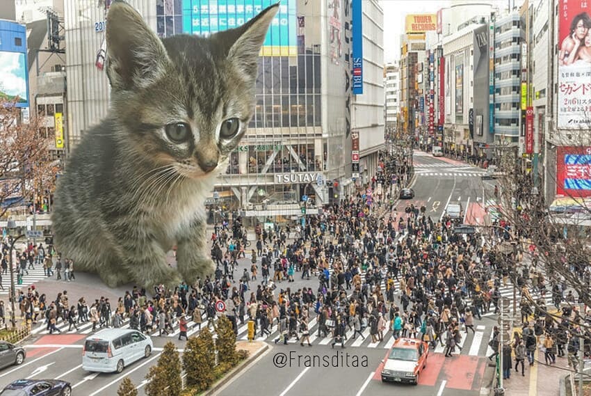catzillas giant cats in urban landscapes