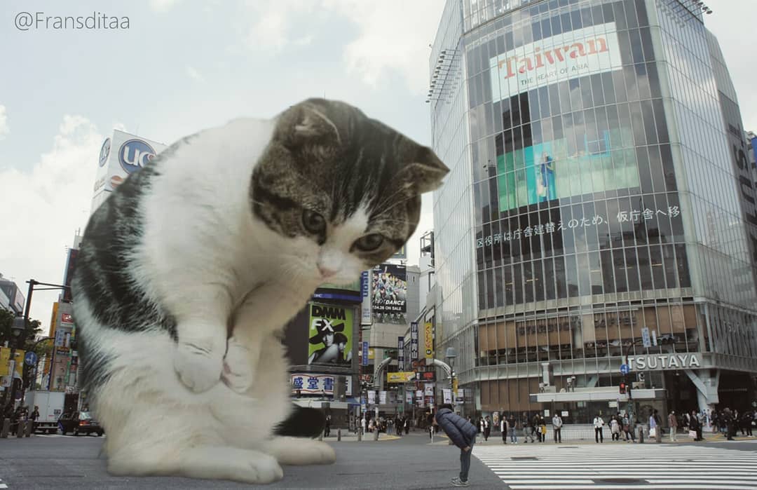 catzillas giant cats in urban landscapes