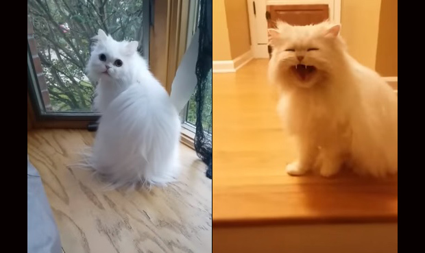 deaf-cat-gets-so-adorably-surprised