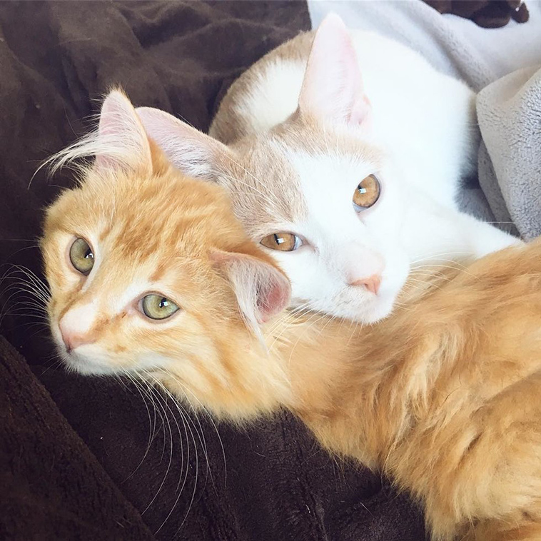 feral cat terrified meets ginger