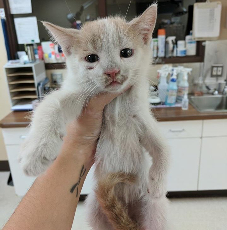 feral cat terrified meets ginger