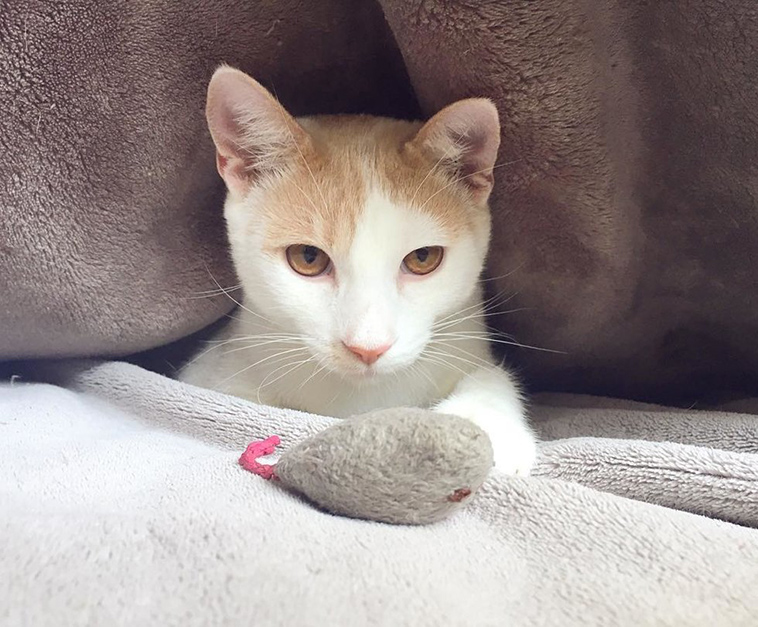 feral cat terrified meets ginger