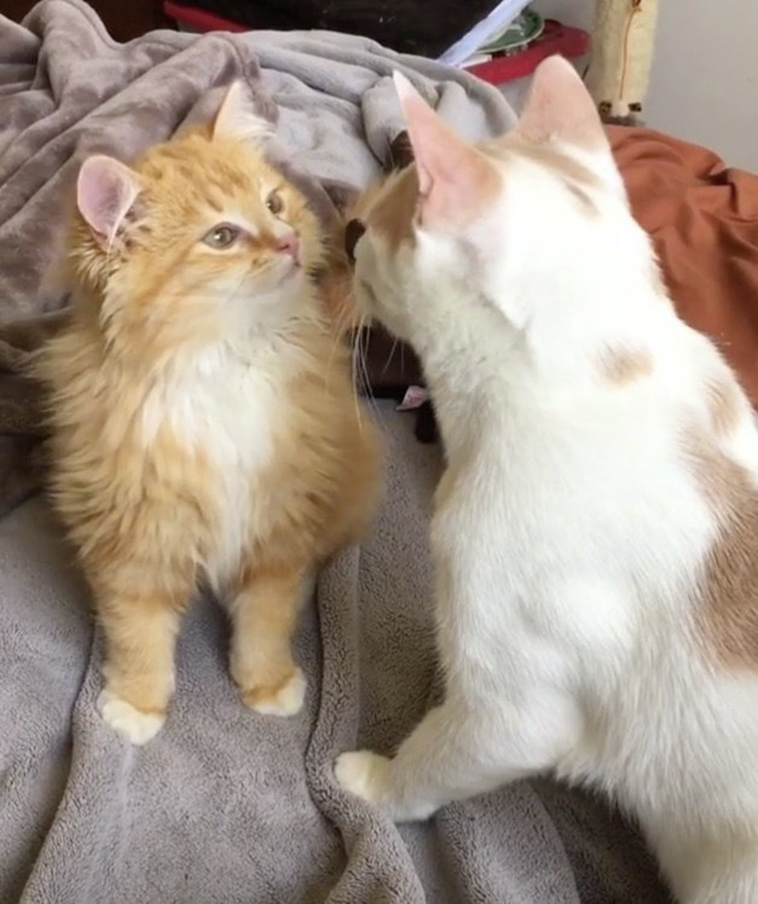 feral cat terrified meets ginger