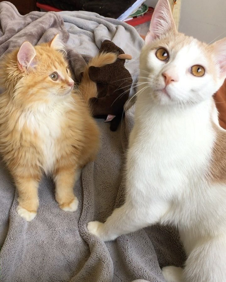 feral cat terrified meets ginger