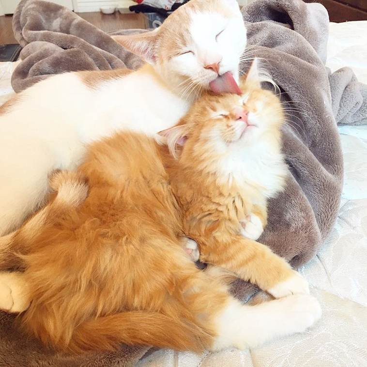 feral cat terrified meets ginger