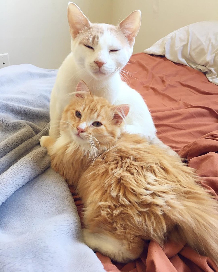 feral cat terrified meets ginger