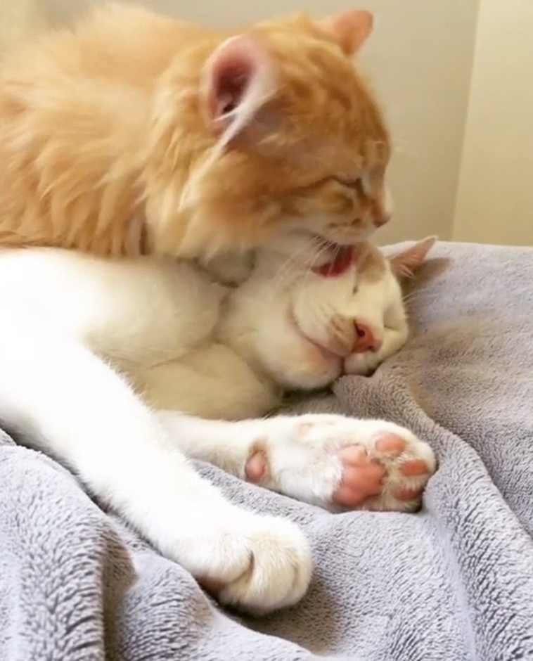 feral cat terrified meets ginger