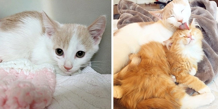 feral cat terrified meets ginger