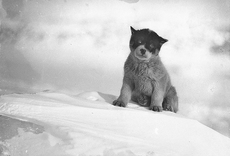 first australasian antarctic expedition between 1911 1914