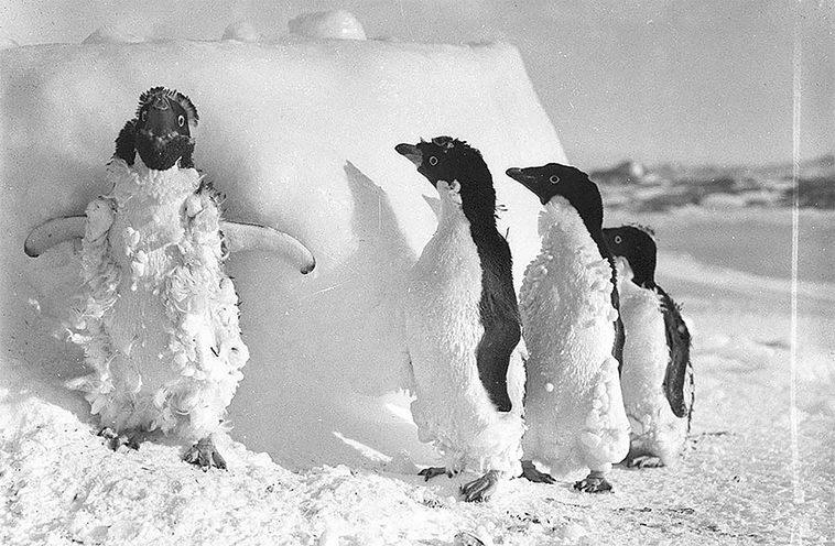 first australasian antarctic expedition between 1911 1914