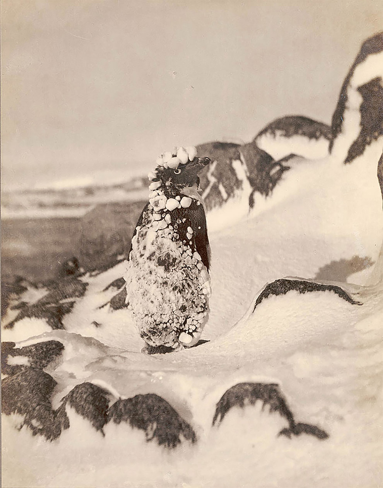 first australasian antarctic expedition between 1911 1914