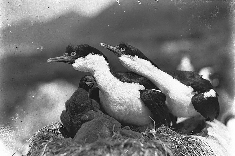 first australasian antarctic expedition between 1911 1914
