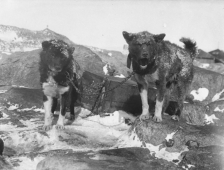 first australasian antarctic expedition between 1911 1914