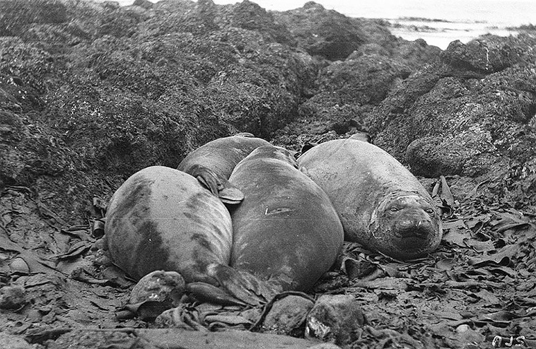 first australasian antarctic expedition between 1911 1914