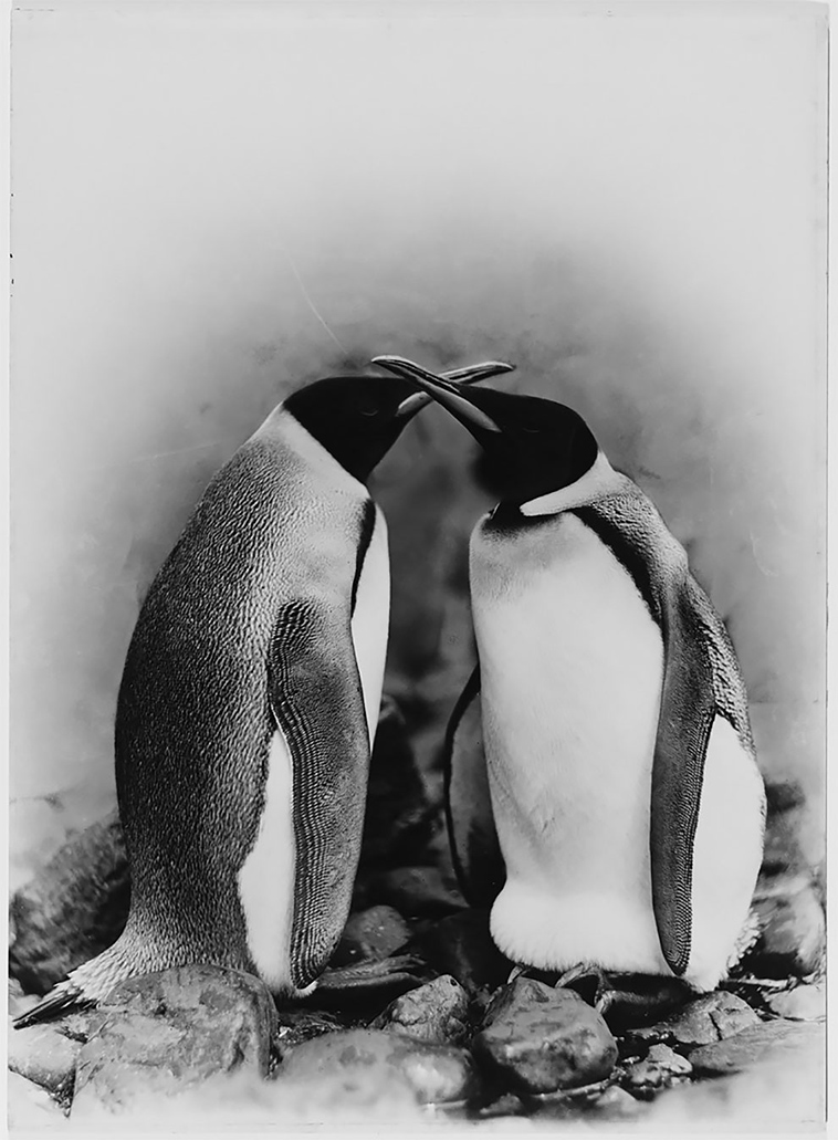 first australasian antarctic expedition between 1911 1914