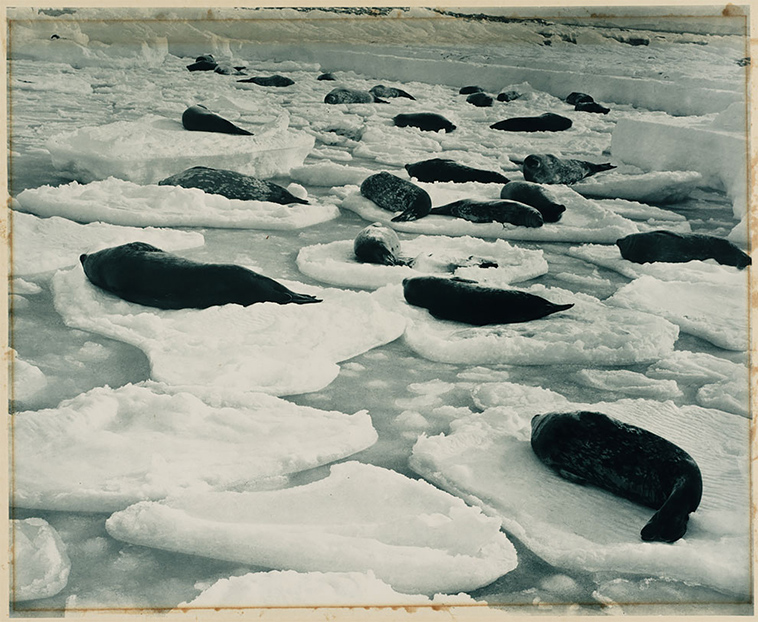 first australasian antarctic expedition between 1911 1914