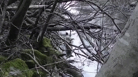 frozen wolf no heartbeat gets CPR