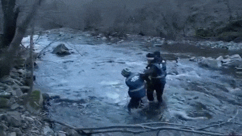 frozen wolf no heartbeat gets CPR