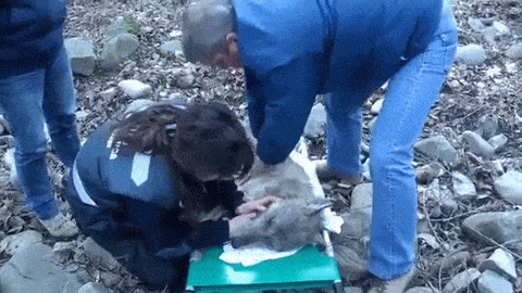 frozen wolf no heartbeat gets CPR