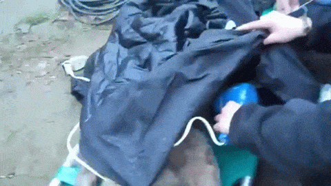 frozen wolf no heartbeat gets CPR