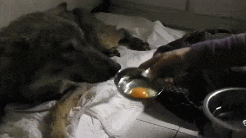 frozen wolf no heartbeat gets CPR