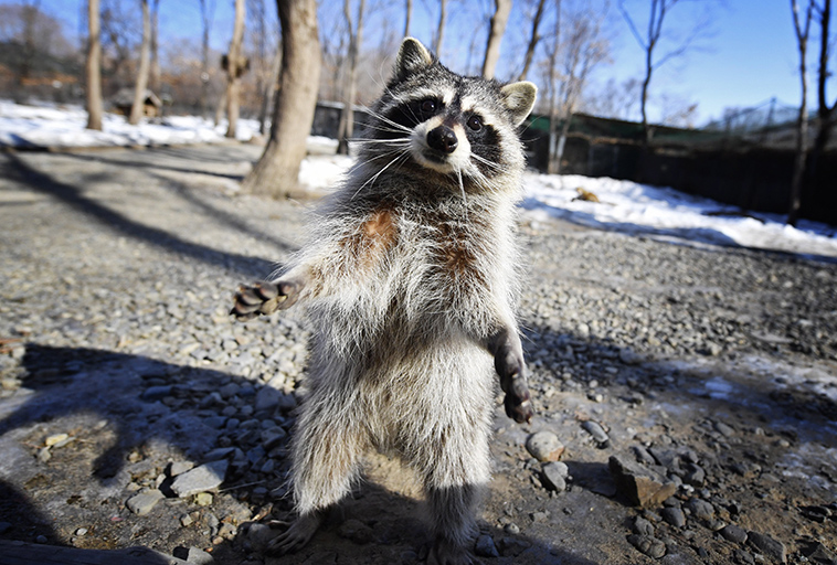 indiana-wants-to-euthanize-raccoons