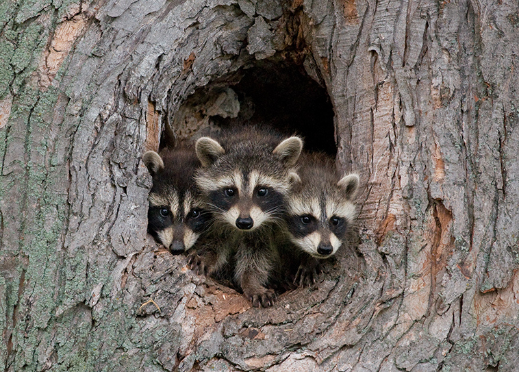 indiana-wants-to-euthanize-raccoons