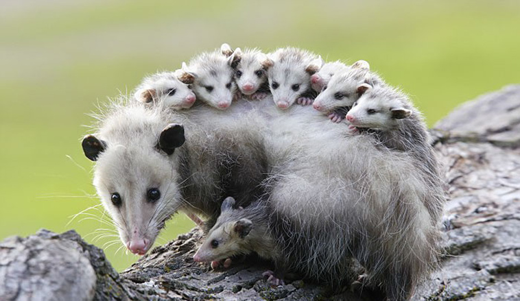indiana-wants-to-euthanize-raccoons