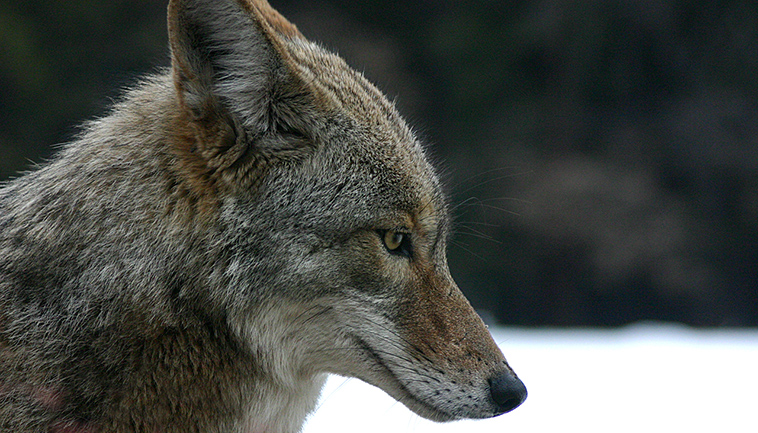 indiana-wants-to-euthanize-raccoons