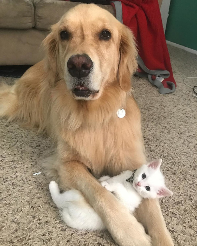 kitten with thumbs found love in giant dog