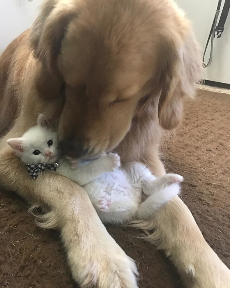 kitten with thumbs found love in giant dog