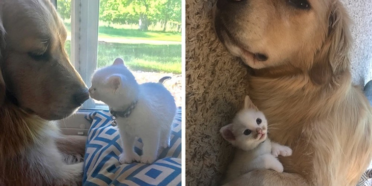 kitten with thumbs found love in giant dog