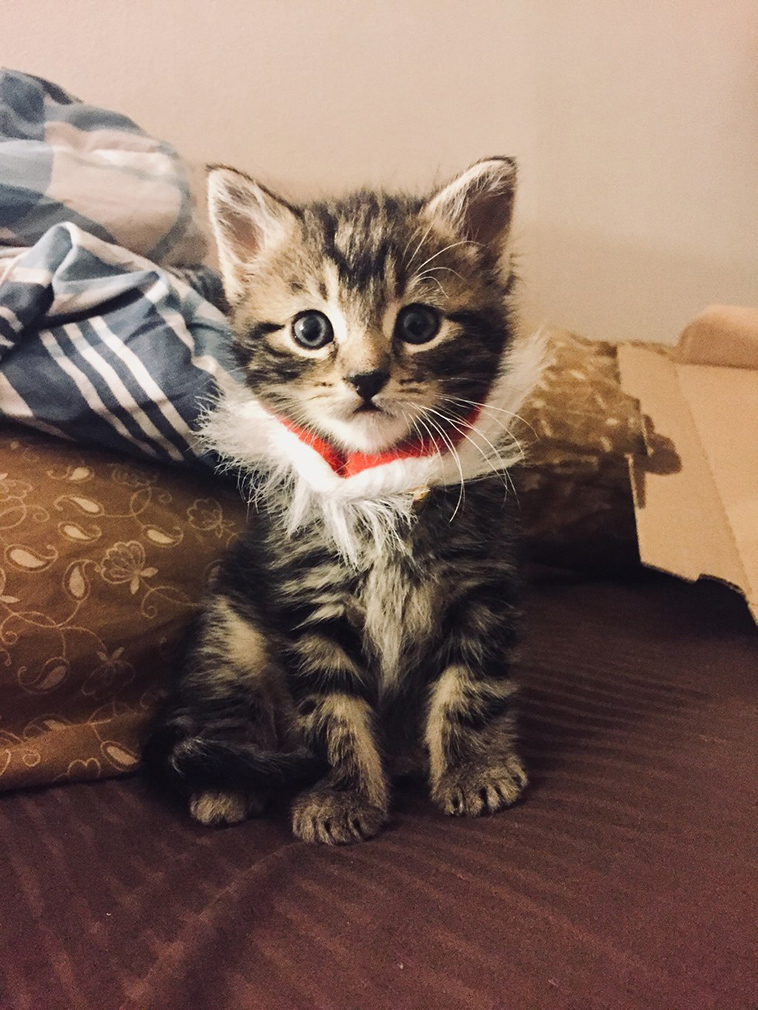 man gave kitten a home