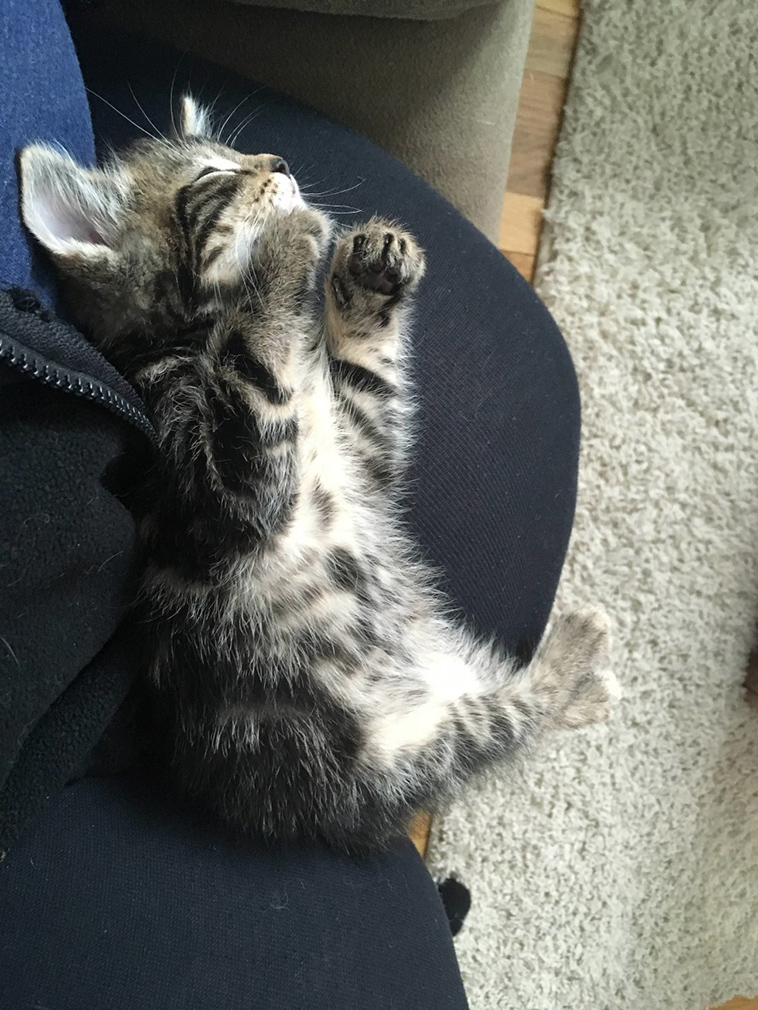 man gave kitten a home