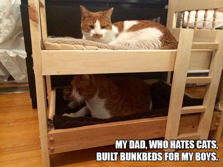 people who said they didnt want a cat