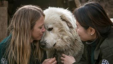 photos capture touching rescue of dogs