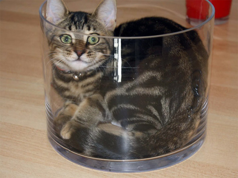 proof cats are liquid