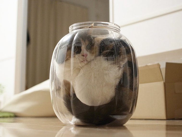 proof cats are liquid