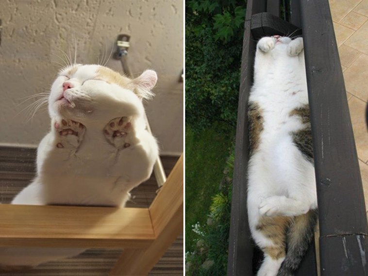 proof cats are liquid