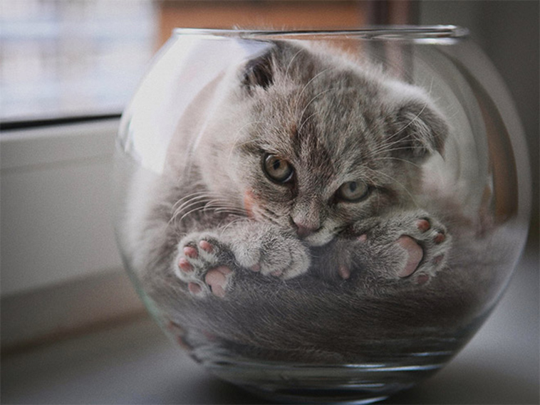 proof cats are liquid