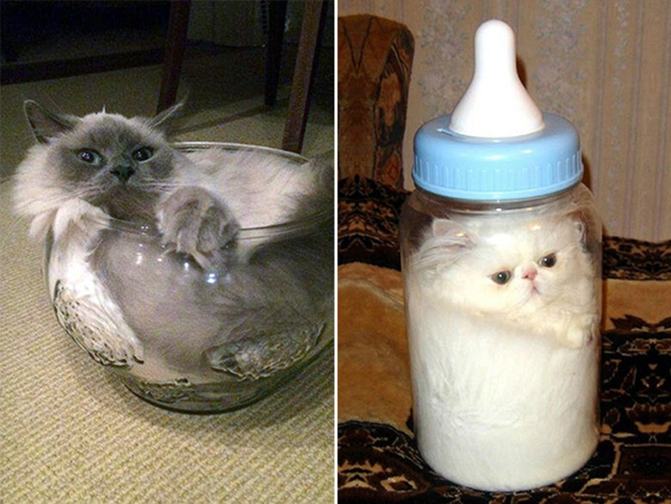 proof cats are liquid