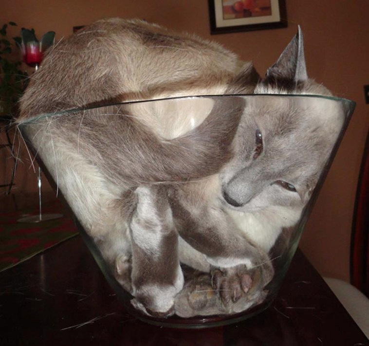 proof cats are liquid