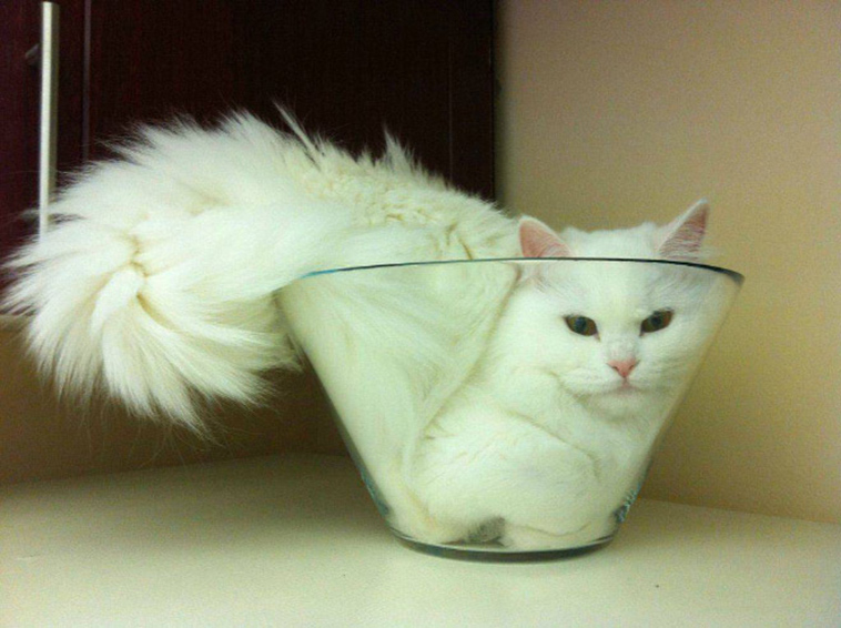 proof cats are liquid